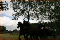 935 Willy & Gerard 097 Met de Koets